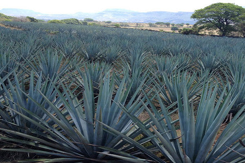 Agave Syrup / Agave Nectar Light Bulk - Organic - 55LB (25KG) Cube