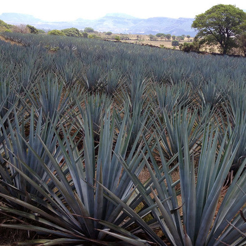 Agave Inulin Powder - Organic - 55LB (25KG)