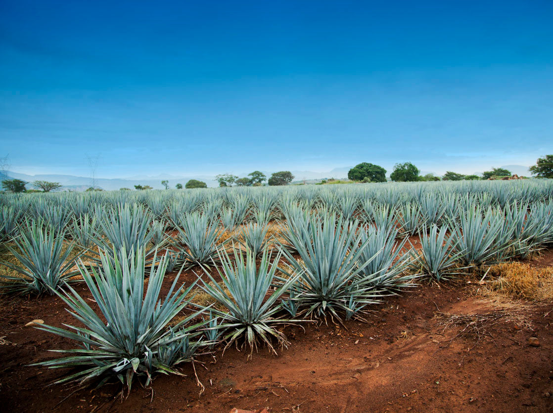 Agave Syrup / Agave Nectar Dark Bulk - Organic - 55LB (25KG) Cube